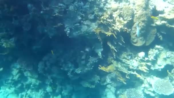 Underwater Shooting Fishes Reef Red Sea — Stock Video