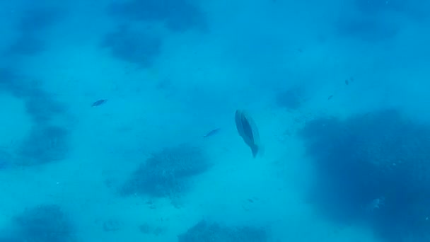 Underwater Shooting Fishes Reef Red Sea — Stock Video