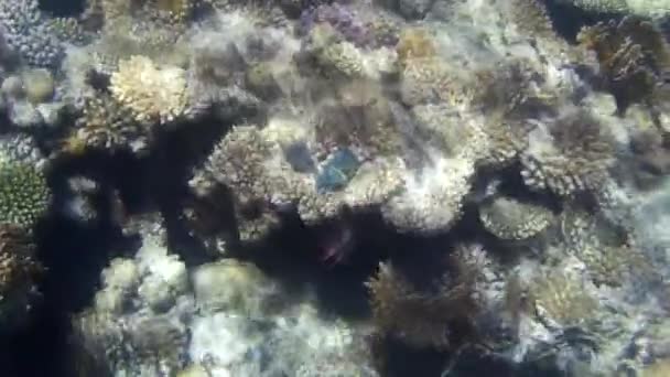 Unterwasseraufnahmen Von Fischen Und Riffen Roten Meer — Stockvideo