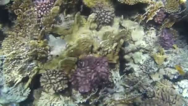 Unterwasseraufnahmen Von Fischen Und Riffen Roten Meer — Stockvideo