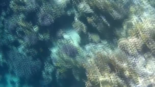 Fusillade Sous Marine Des Poissons Récif Mer Rouge — Video