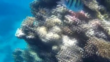 Kızıl denizdeki balık ve resiflerin sualtı atışları 