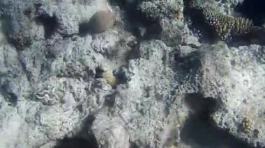 Kızıl denizdeki balık ve resiflerin sualtı atışları 