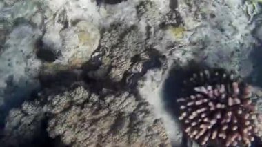Kızıl denizdeki balık ve resiflerin sualtı atışları 
