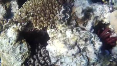 Kızıl denizdeki balık ve resiflerin sualtı atışları 