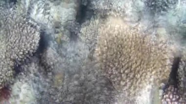 Kızıl denizdeki balık ve resiflerin sualtı atışları 