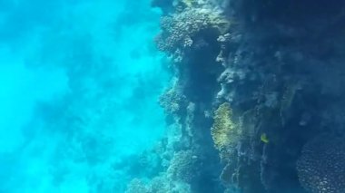 Kızıl denizdeki balık ve resiflerin sualtı atışları 