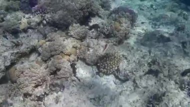 Kızıl denizdeki balık ve resiflerin sualtı atışları 