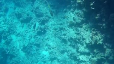 Kızıl denizdeki balık ve resiflerin sualtı atışları 