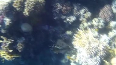 Kızıl denizdeki balık ve resiflerin sualtı atışları 