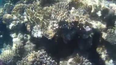 Kızıl denizdeki balık ve resiflerin sualtı atışları 