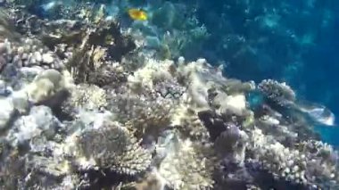 Kızıl denizdeki balık ve resiflerin sualtı atışları 