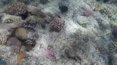 Kızıl denizdeki balık ve resiflerin sualtı atışları 