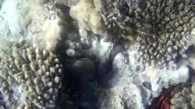 Kızıl denizdeki balık ve resiflerin sualtı atışları 