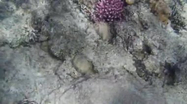 Kızıl denizdeki balık ve resiflerin sualtı atışları 