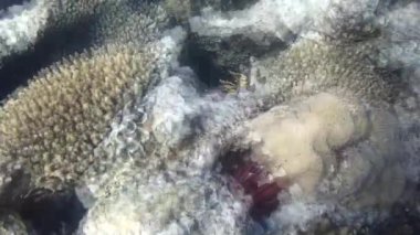 Kızıl denizdeki balık ve resiflerin sualtı atışları 