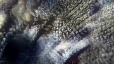 Kızıl denizdeki balık ve resiflerin sualtı atışları 