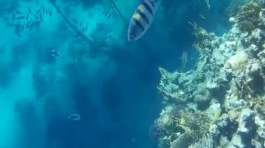 Kızıl denizdeki balık ve resiflerin sualtı atışları 