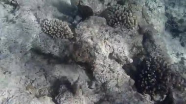 Kızıl denizdeki balık ve resiflerin sualtı atışları 