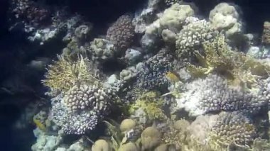 Kızıl denizdeki balık ve resiflerin sualtı atışları 