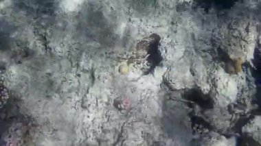 Kızıl denizdeki balık ve resiflerin sualtı atışları 