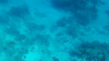 Kızıl denizdeki balık ve resiflerin sualtı atışları 