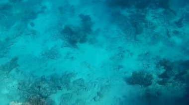 Kızıl denizdeki balık ve resiflerin sualtı atışları 