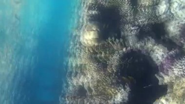 Kızıl denizdeki balık ve resiflerin sualtı atışları 