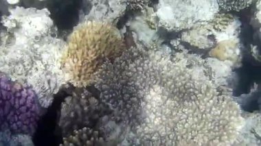 Kızıl denizdeki balık ve resiflerin sualtı atışları 