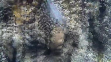 Kızıl denizdeki balık ve resiflerin sualtı atışları 