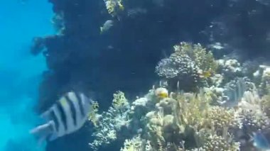 Kızıl denizdeki balık ve resiflerin sualtı atışları 