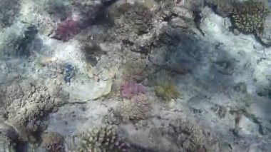 Kızıl denizdeki balık ve resiflerin sualtı atışları 