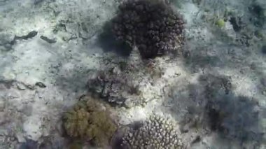 Kızıl denizdeki balık ve resiflerin sualtı atışları 