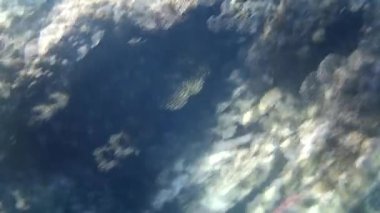 Kızıl denizdeki balık ve resiflerin sualtı atışları 