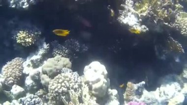 Kızıl denizdeki balık ve resiflerin sualtı atışları 