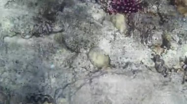 Kızıl denizdeki balık ve resiflerin sualtı atışları 