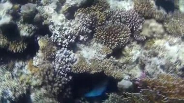 Kızıl denizdeki balık ve resiflerin sualtı atışları 