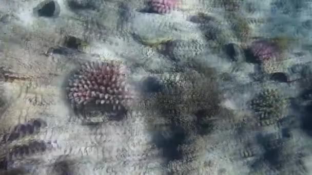 Underwater Shooting Fishes Reef Red Sea — Stock Video