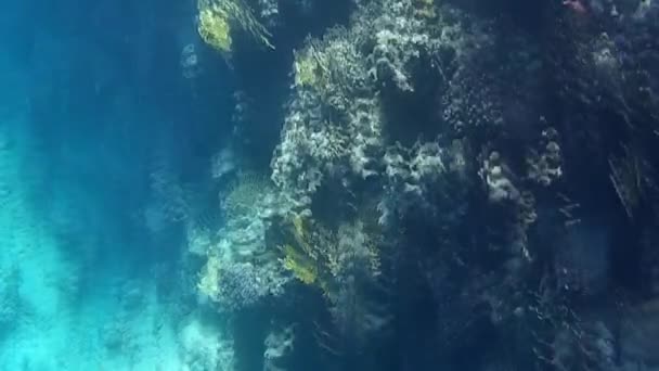 Kızıl Denizdeki Balık Resiflerin Sualtı Atışları — Stok video