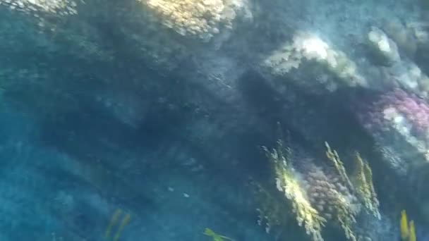 Fusillade sous-marine des poissons et récif en mer rouge  