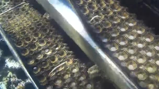 Fusillade sous-marine des poissons et récif en mer rouge  