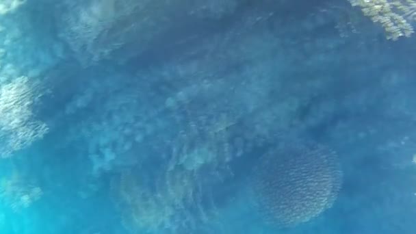 Disparo Submarino Los Peces Arrecifes Mar Rojo — Vídeo de stock