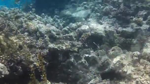 Sparatoria Subacquea Dei Pesci Barriera Corallina Mare Rosso — Video Stock