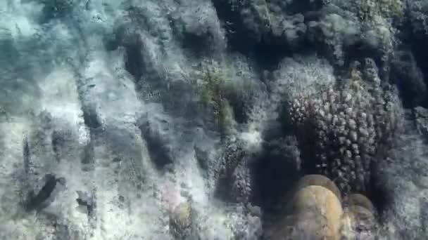 红海中鱼和礁的水下拍摄 — 图库视频影像
