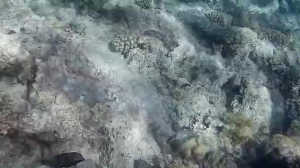 Filmarea Subacvatică Peștilor Recifului Marea Roșie — Videoclip de stoc