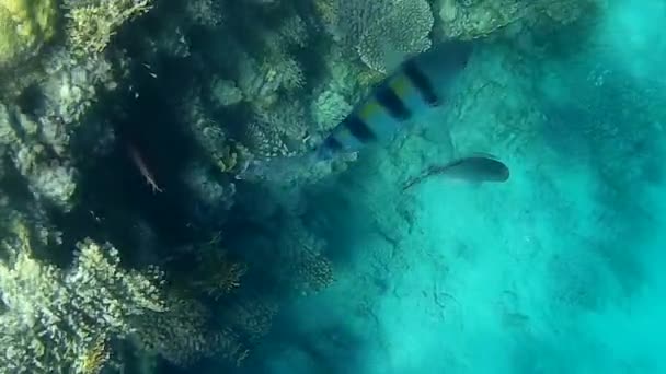 Disparo Submarino Los Peces Arrecifes Mar Rojo — Vídeo de stock