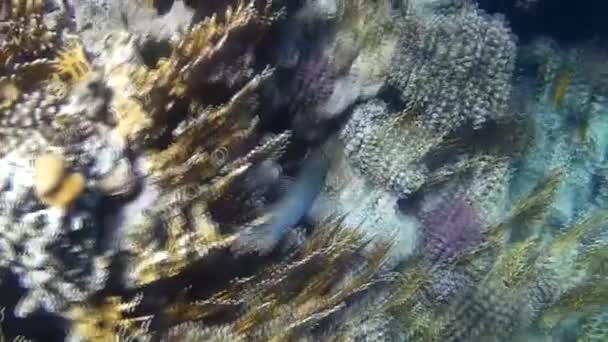 Unterwasseraufnahmen Von Fischen Und Riffen Roten Meer — Stockvideo