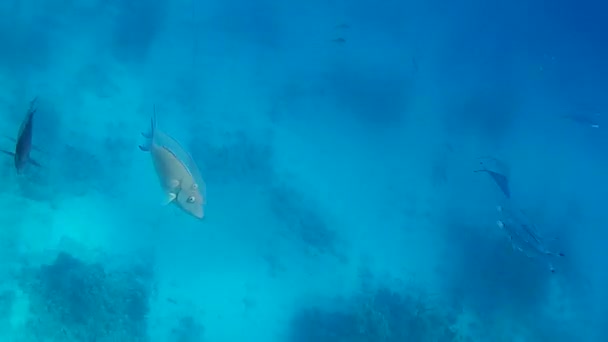 Disparo Submarino Los Peces Arrecifes Mar Rojo — Vídeo de stock