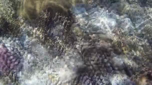 Υποβρύχια Γυρίσματα Των Ψαριών Και Των Υφάλων Στην Κόκκινη Θάλασσα — Αρχείο Βίντεο