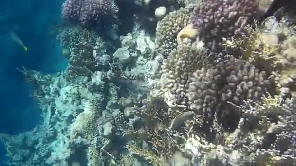 紅海での魚やサンゴ礁の水中撮影 — ストック動画